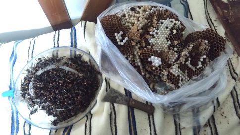 滋賀県甲賀市信楽町で２階屋根裏に営巣したモンスズメバチの蜂の巣駆除