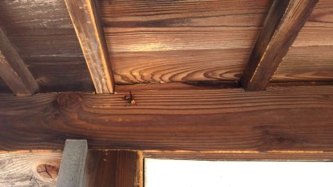 滋賀県甲賀市土山町で２階屋根裏に営巣したキイロスズメバチの蜂の巣駆除