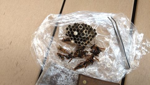 京都府城陽市で倉庫の壁に営巣したアシナガバチの蜂の巣駆除