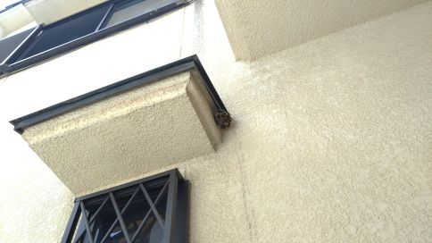 大阪府寝屋川市で１階窓の庇に営巣したアシナガバチの蜂の巣駆除