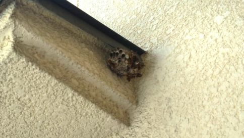 大阪府寝屋川市で１階窓の庇に営巣したアシナガバチの蜂の巣駆除