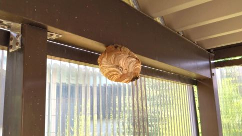 福井県小浜市でガレージに営巣したコガタスズメバチの蜂の巣駆除