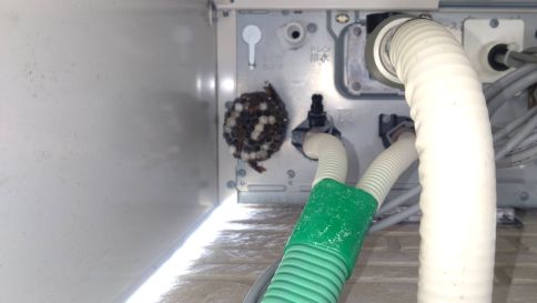 京都府京都市山科区で屋外ガス給湯器内に営巣したアシナガバチの蜂の巣駆除