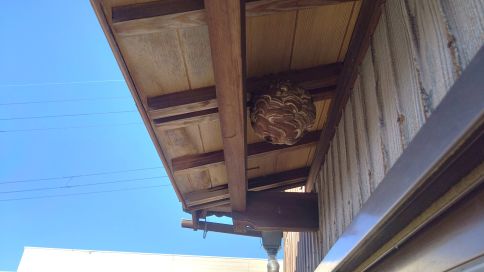 滋賀県彦根市で２階窓の庇に営巣したコガタスズメバチの蜂の巣駆除