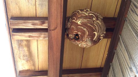 滋賀県彦根市で２階窓の庇に営巣したコガタスズメバチの蜂の巣駆除