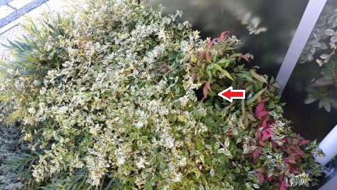 滋賀県彦根市で植え込みに営巣したアシナガバチの蜂の巣駆除