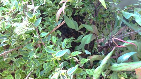 滋賀県彦根市で植え込みに営巣したアシナガバチの蜂の巣駆除