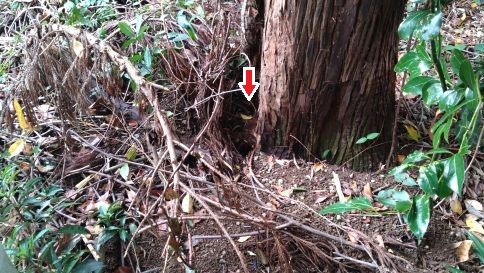 滋賀県彦根市で神社境内の樹木の根元に営巣したオオスズメバチの蜂の巣駆除