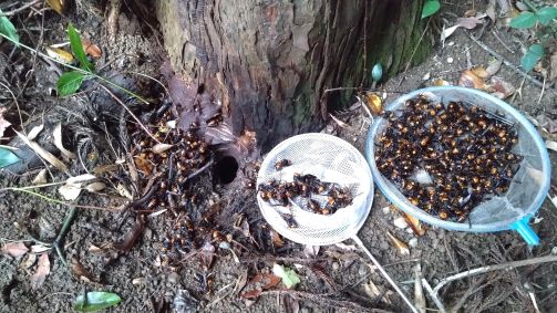 滋賀県彦根市で神社境内の樹木の根元に営巣したオオスズメバチの蜂の巣駆除