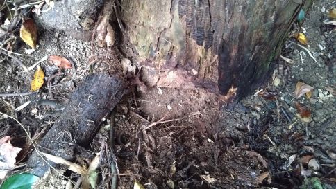 滋賀県彦根市で神社境内の樹木の根元に営巣したオオスズメバチの蜂の巣駆除