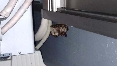 滋賀県愛知郡愛荘町でベランダサッシ下に営巣したアシナガバチの蜂の巣駆除
