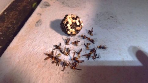 滋賀県愛知郡愛荘町でベランダサッシ下に営巣したアシナガバチの蜂の巣駆除