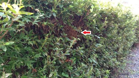 滋賀県蒲生郡日野町で生垣に営巣したコガタスズメバチの蜂の巣駆除