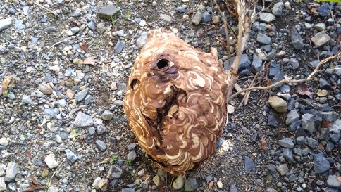 滋賀県蒲生郡日野町で生垣に営巣したコガタスズメバチの蜂の巣駆除