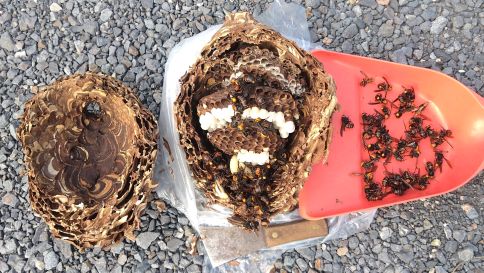 滋賀県蒲生郡日野町で生垣に営巣したコガタスズメバチの蜂の巣駆除