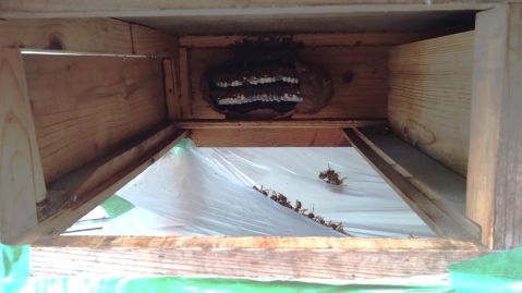 滋賀県蒲生郡日野町でガレージ作業台の引き出しに営巣したキイロスズメバチの蜂の巣駆除
