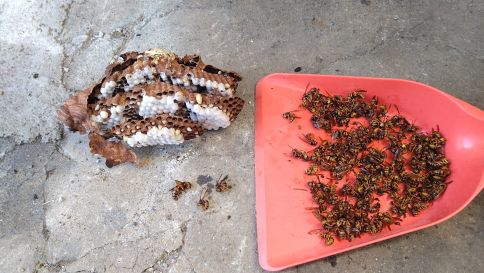 滋賀県蒲生郡日野町でガレージ作業台の引き出しに営巣したキイロスズメバチの蜂の巣駆除