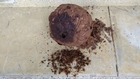 京都府京都市東山区で２階軒下に営巣したキイロスズメバチの蜂の巣駆除