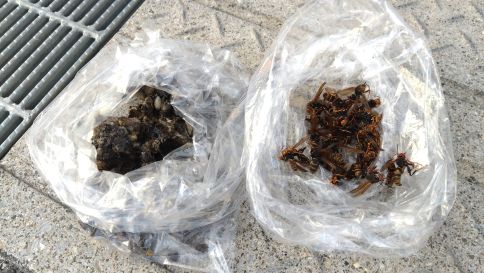 滋賀県東近江市で１階換気扇ダクト内に営巣したアシナガバチの蜂の巣駆除