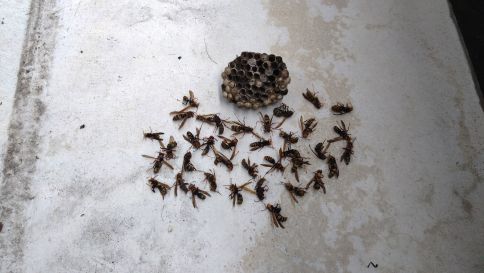 滋賀県東近江市でベランダシャッターBOX下に営巣したアシナガバチの蜂の巣駆除