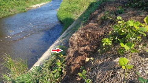 滋賀県東近江市で河川護岸の階段に営巣したオオスズメバチの蜂の巣駆除