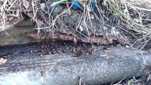 滋賀県東近江市で河川護岸の階段に営巣したオオスズメバチの蜂の巣駆除