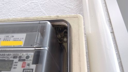 滋賀県栗東市で電気メーターBOX内に営巣したアシナガバチの蜂の巣駆除