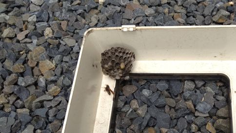 滋賀県栗東市で電気メーターBOX内に営巣したアシナガバチの蜂の巣駆除