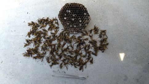 滋賀県湖南市で２階軒下に営巣したアシナガバチの蜂の巣駆除