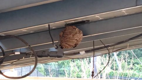 滋賀県湖南市でカーポート上太陽光パネルに営巣したコガタスズメバチの蜂の巣駆除