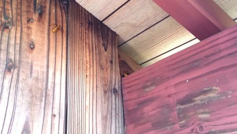 滋賀県蒲生郡竜王町で１階屋根裏に営巣したキイロスズメバチの蜂の巣駆除