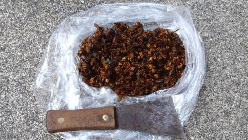 滋賀県蒲生郡竜王町で１階屋根裏に営巣したキイロスズメバチの蜂の巣駆除