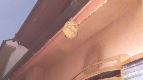 大阪府茨木市で１階の軒下に営巣したコガタスズメバチの蜂の巣駆除