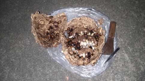 大阪府茨木市で１階の軒下に営巣したコガタスズメバチの蜂の巣駆除