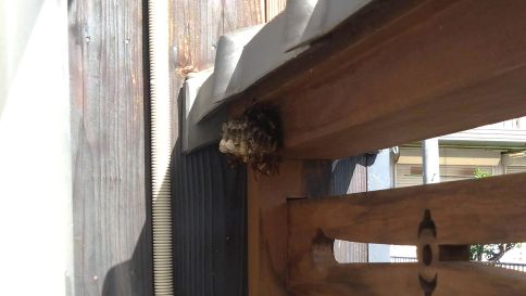滋賀県近江八幡市で木製板塀に営巣したアシナガバチの蜂の巣駆除