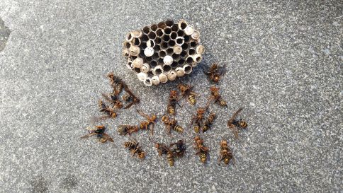 滋賀県近江八幡市で木製板塀に営巣したアシナガバチの蜂の巣駆除