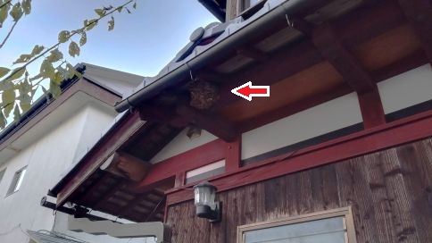 滋賀県近江八幡市で１階軒下に営巣したコガタスズメバチの蜂の巣駆除