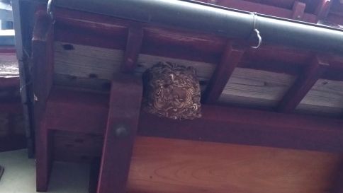 滋賀県近江八幡市で１階軒下に営巣したコガタスズメバチの蜂の巣駆除