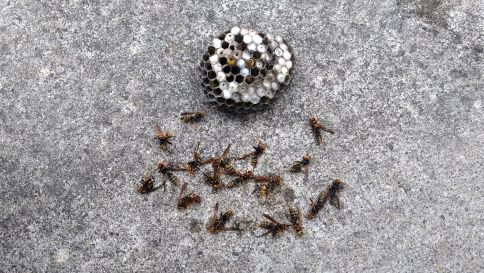 三重県鈴鹿市で浴室目隠しルーバーに営巣したアシナガバチの蜂の巣駆除