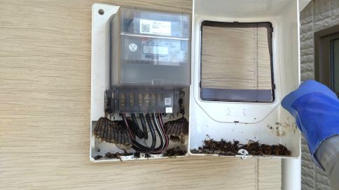 京都府長岡京市で電気メーターBOX内に営巣したアシナガバチの蜂の巣駆除