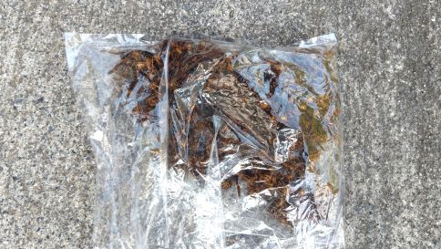 滋賀県長浜市で玄関の天井裏に営巣したキイロスズメバチの蜂の巣駆除