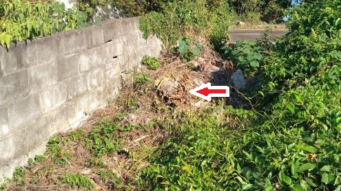滋賀県高島市で庭の朽ち木の下に営巣したオオスズメバチの蜂の巣駆除