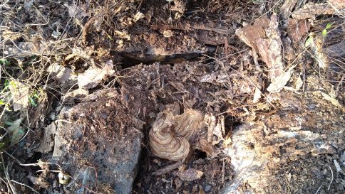 滋賀県高島市で庭の朽ち木の下に営巣したオオスズメバチの蜂の巣駆除