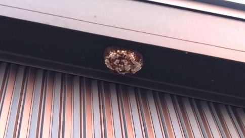 滋賀県高島市で２階軒下に営巣したアシナガバチの蜂の巣駆除