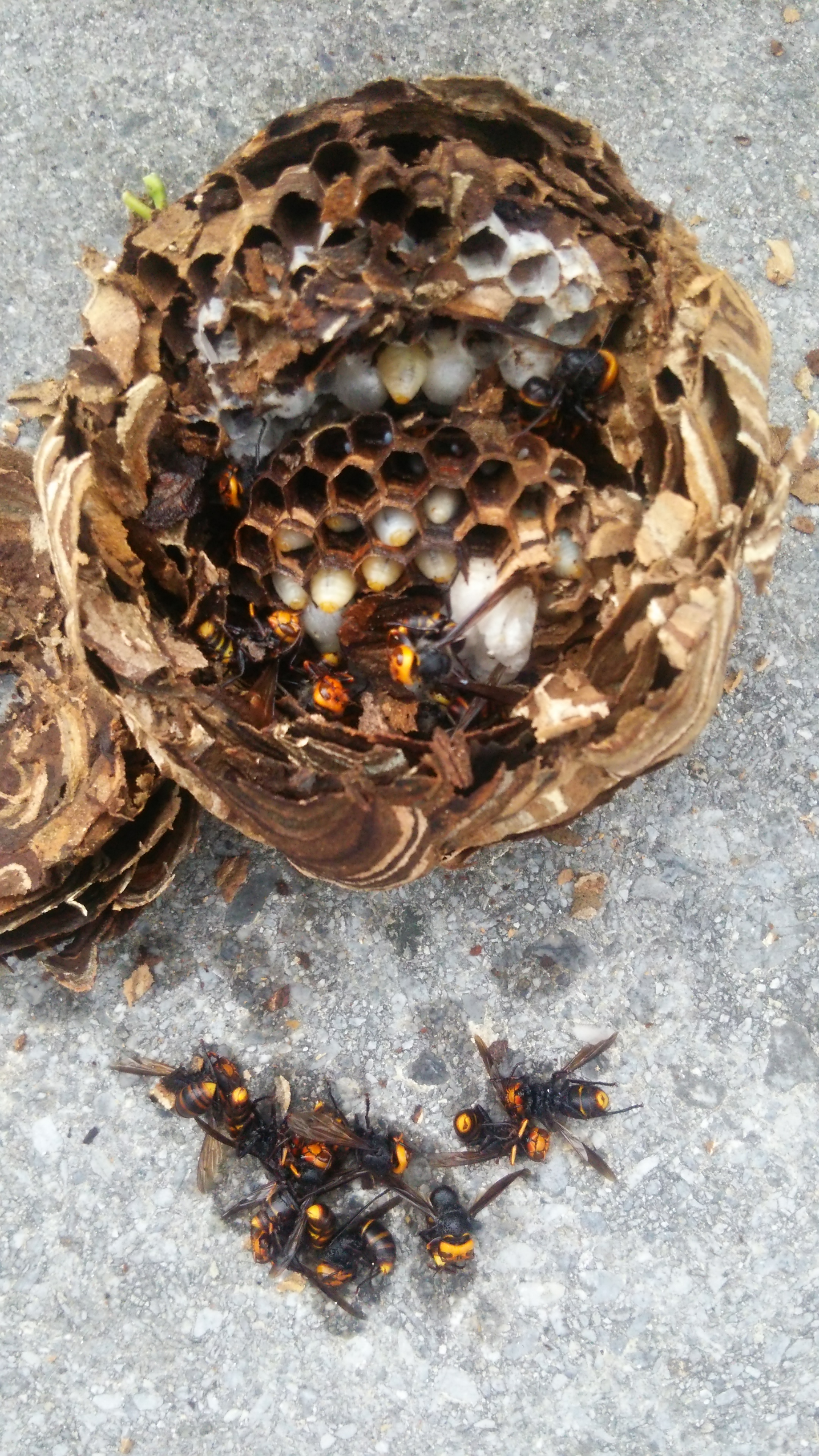 滋賀県　彦根市　蜂の巣　スズメバチ　駆除