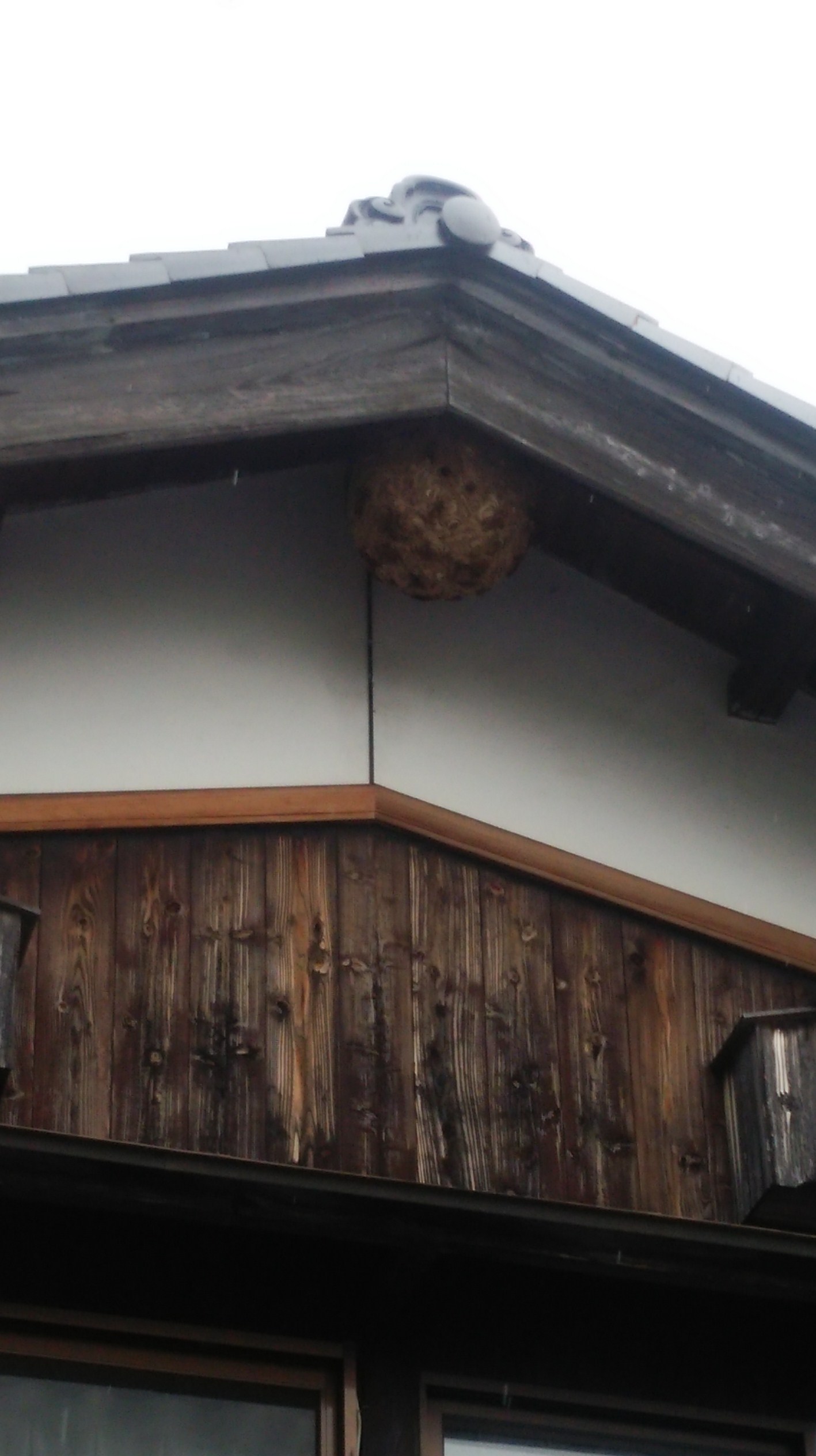 滋賀県高島市で切妻屋根の破風裏に営巣したキイロスズメバチの蜂の巣駆除
