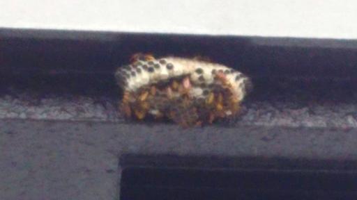 滋賀県大津市でアパートのベランダの天井に営巣したアシナガバチの蜂の巣駆除