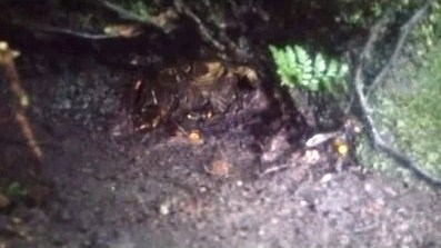 京都府京都市伏見区で境内の庭園根元に営巣したオオスズメバチの蜂の巣駆除