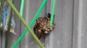 滋賀県湖南市で民家各所に営巣したアシナガバチの蜂の巣駆除