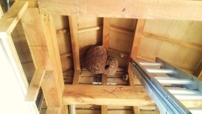 滋賀県湖南市で改装工事中に屋根裏に発見したスズメバチの巣の駆除